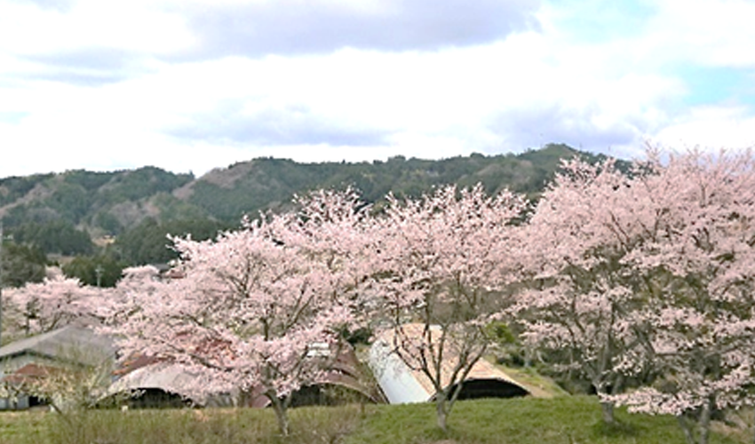 中通りの桜