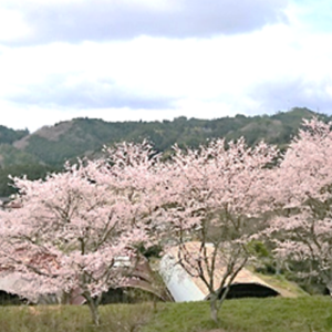 中通りの桜